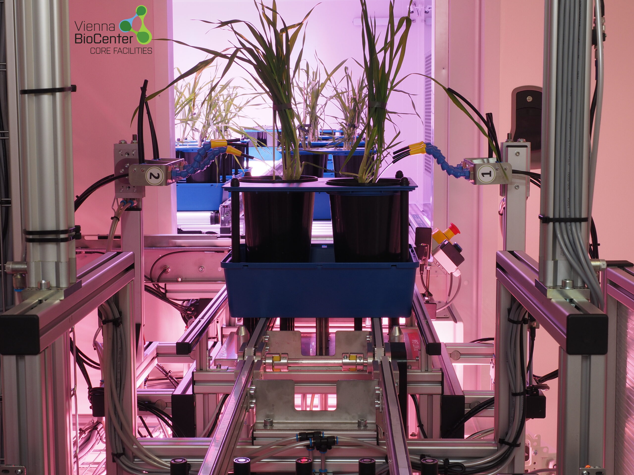 Plant samples on the conveyor belt at the Vienna BioCenter Core Facilities - PhenoPLANT