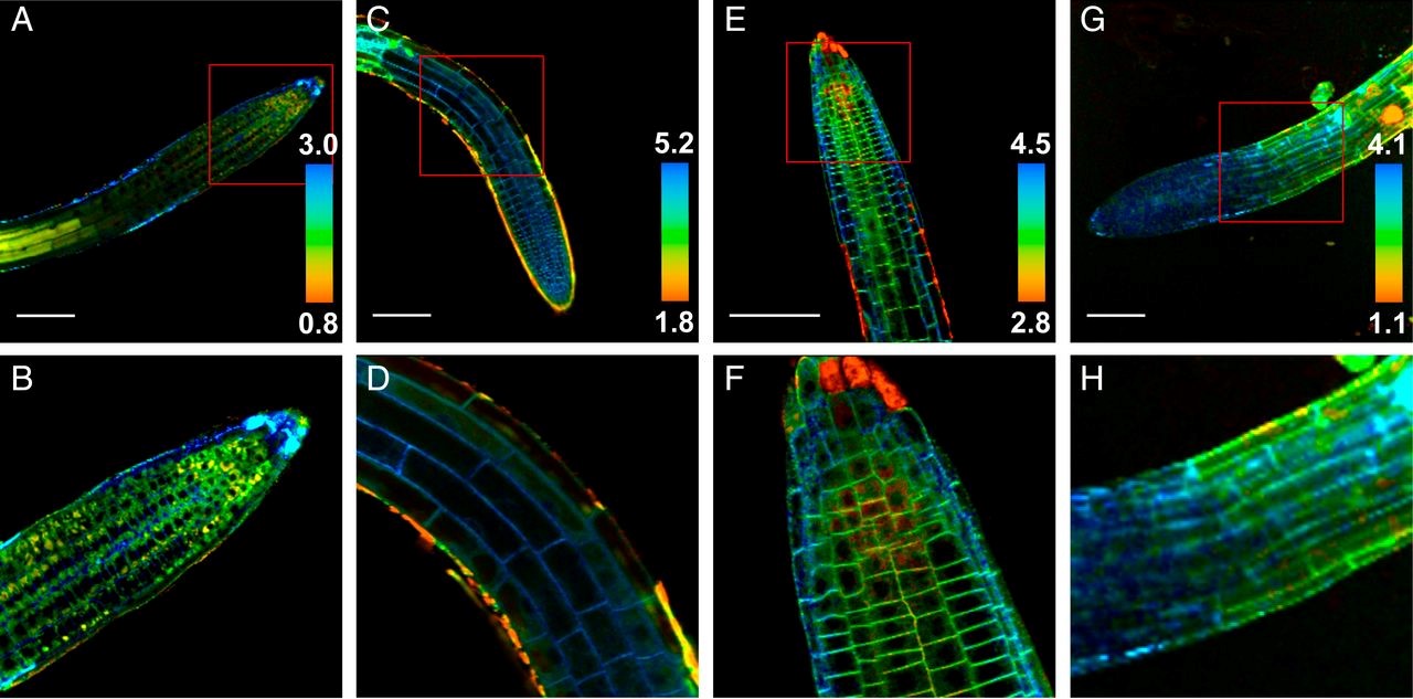 Figure: Fluorescence lifetime microviscosity maps of Arabidopsis roots showing the vacuoles (sulfo-BDP, A and B), cytosol (PEG-BDP, C and D; note that the dye penetrates poorly in the meristem region), plasma membranes (N+-BDP, E and F), and cell walls (CWP-BDP, G and H), in all images. (Scale bar: 100 μm.) Red boxes in A, C, E, and G indicate close-ups shown in the B, D, F, and H, respectively. https://creativecommons.org/licenses/by-nc-nd/4.0/legalcode