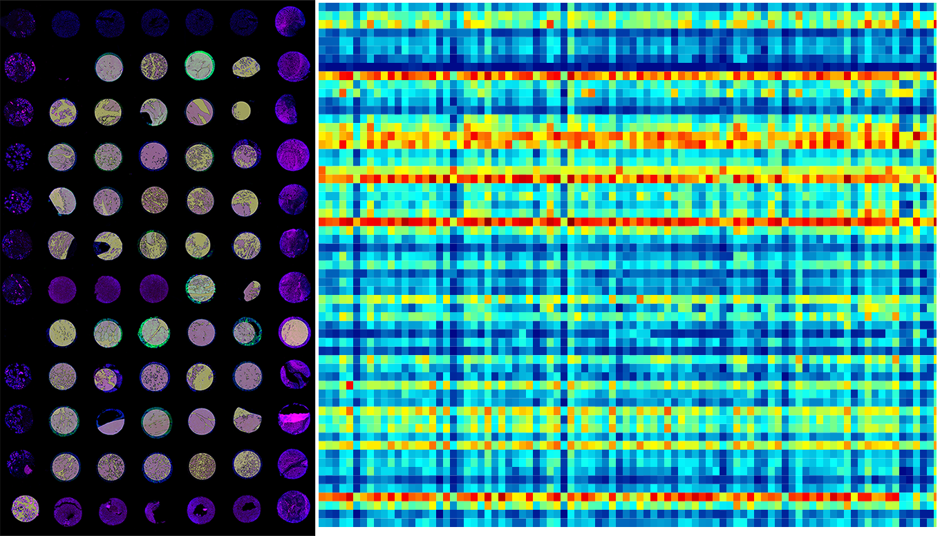 Spatial trasncriptomics. Image courtesy of Bioscience Technology Facility, University of York.