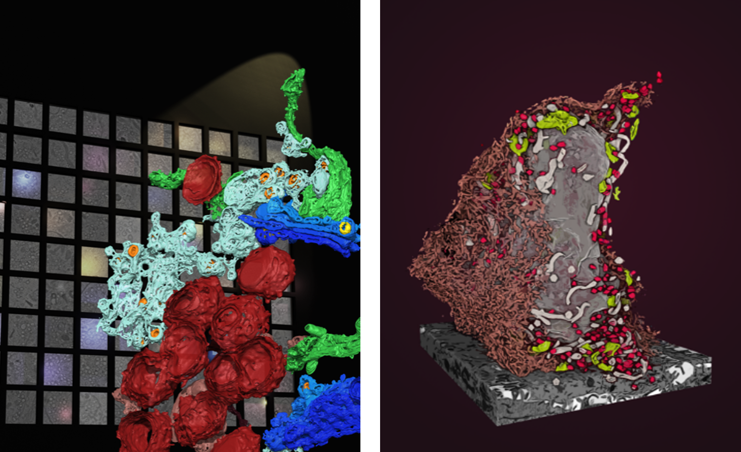 Left: 3D rendering of organelles visualised by TEM tomography. Multiple tomograms are accessible via an online browser. Credit: Giulia Mizzon, Electron Microscopy Core Facility EMBL. Right: FIB-SEM imaging reveals in 3D the ultrastructure of an entire infected cell. Credit: Julian Hennies, Schwab team, EMBL. 