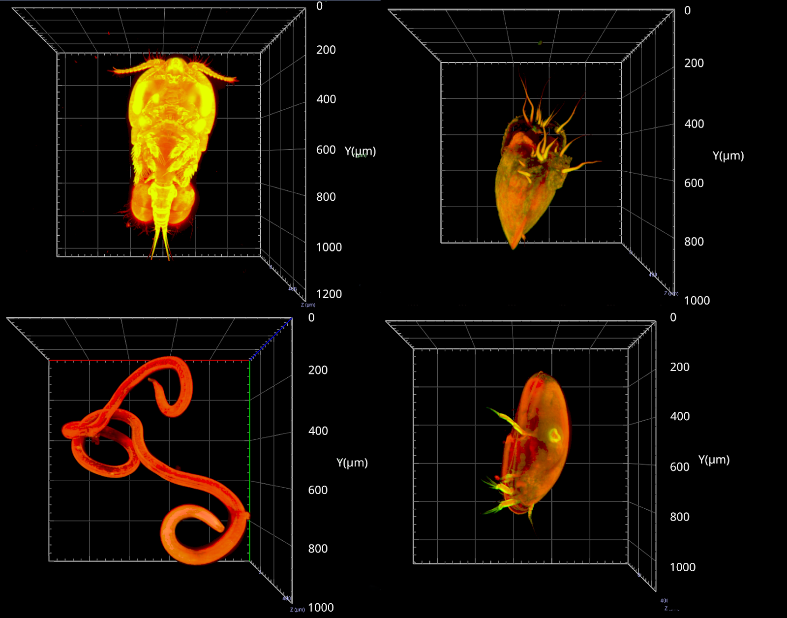 Examples of 3D light-sheet imaging of meiofauna by Valentin Foulon.