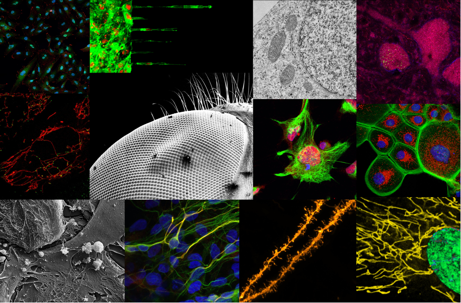 An overview of the imaging capabilities available from the Advanced Light Microscopy Node Poland. Image courtesy of the Nencki Institute of Experimental Biology PAS.