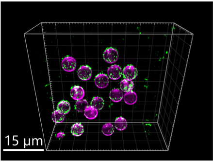 Magenta: membrane coated beads, green: virus like particles. Image courtesy of Steven Edwards, SciLifeLab.